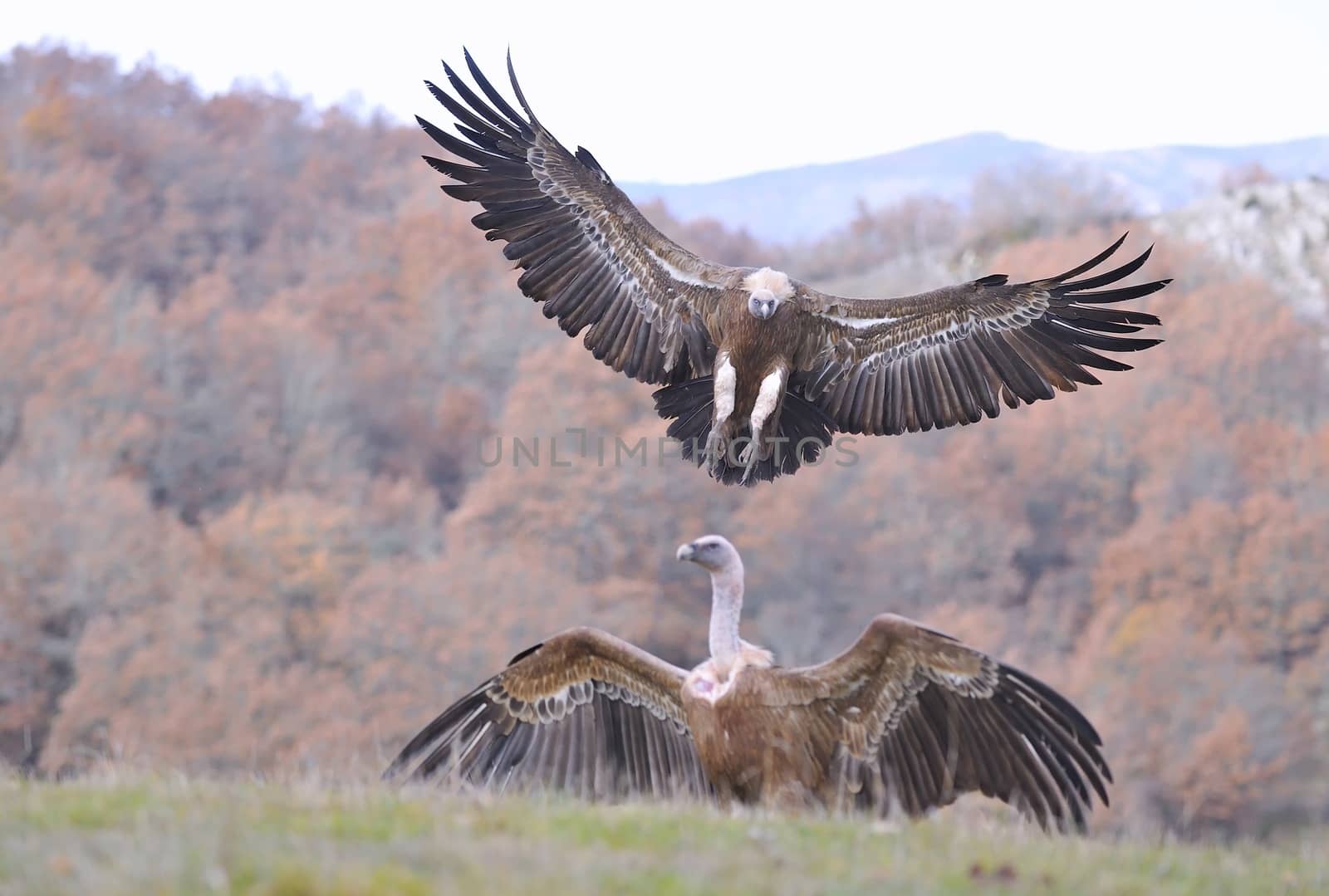Griffon vulture landing on the meadow with another vulture perched