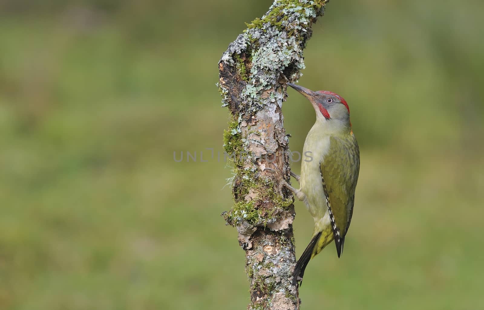 European green woodpecker perched on a branch.