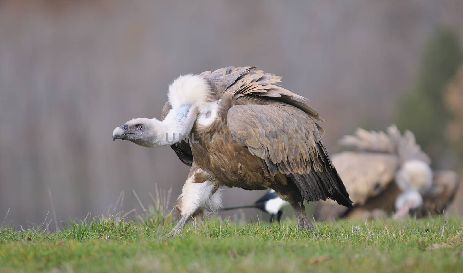 Griffon vulture in the meadow of Leon in Spain
