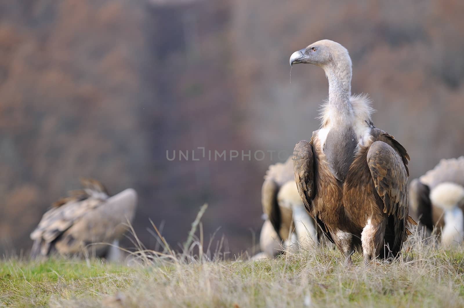 Griffon vulture in the meadow of Leon in Spain