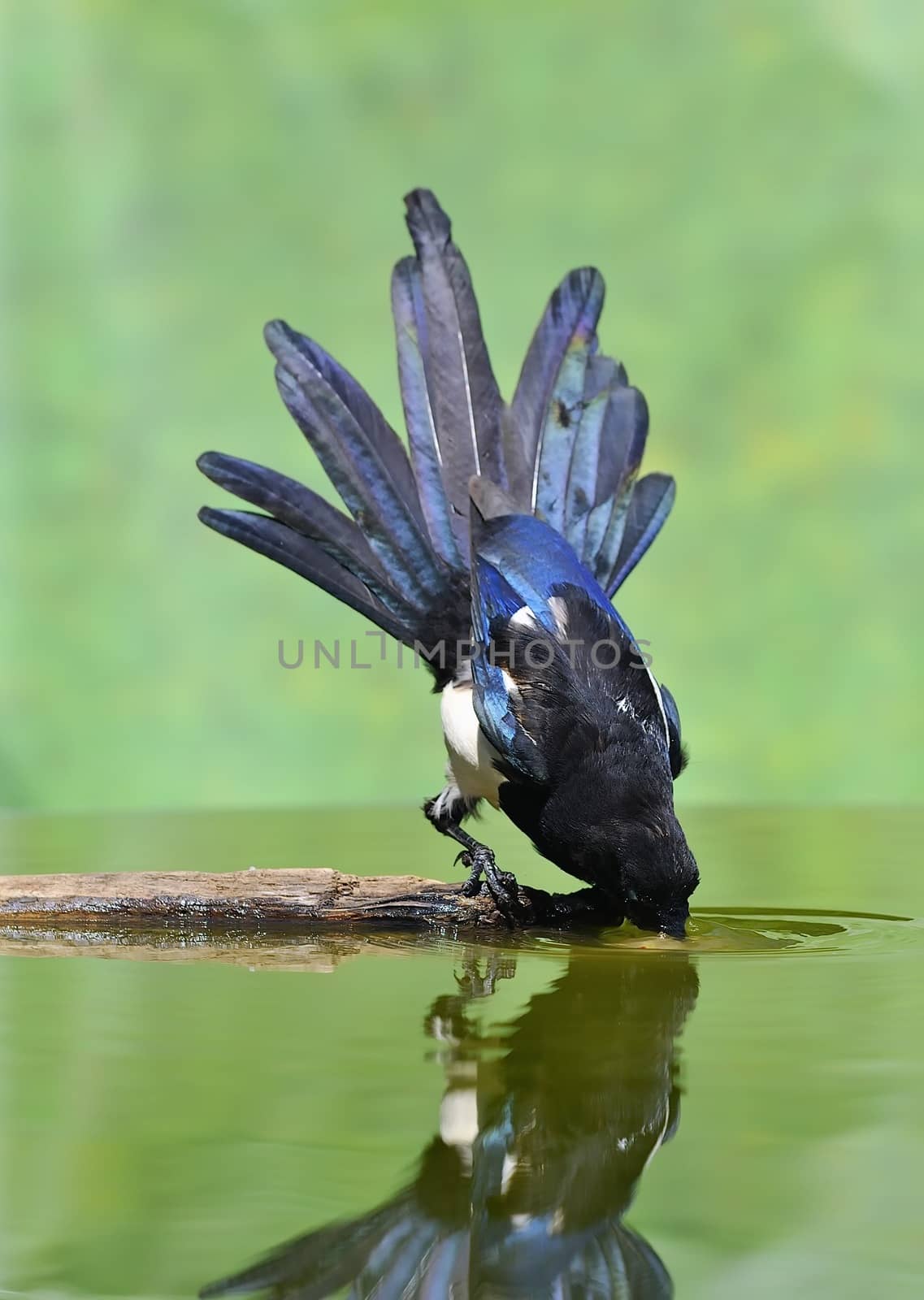 A magpie drinking. by CreativePhotoSpain