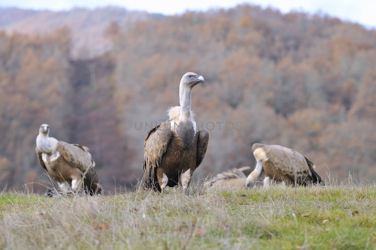 Close-up of three wild Eurasian Griffons relaxing under the sun on grass