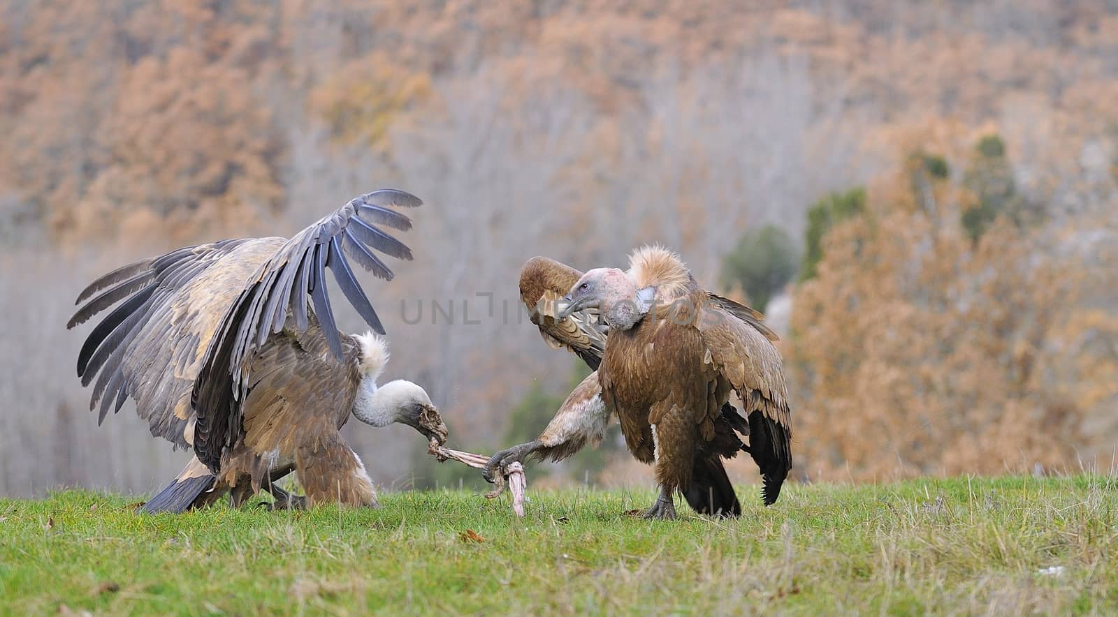 Two griffon vultures fighting over carrion in the meadow.