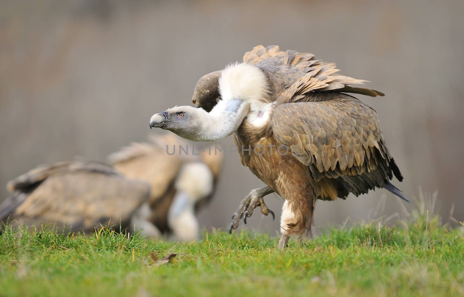 Griffon vulture in the meadow of Leon in Spain