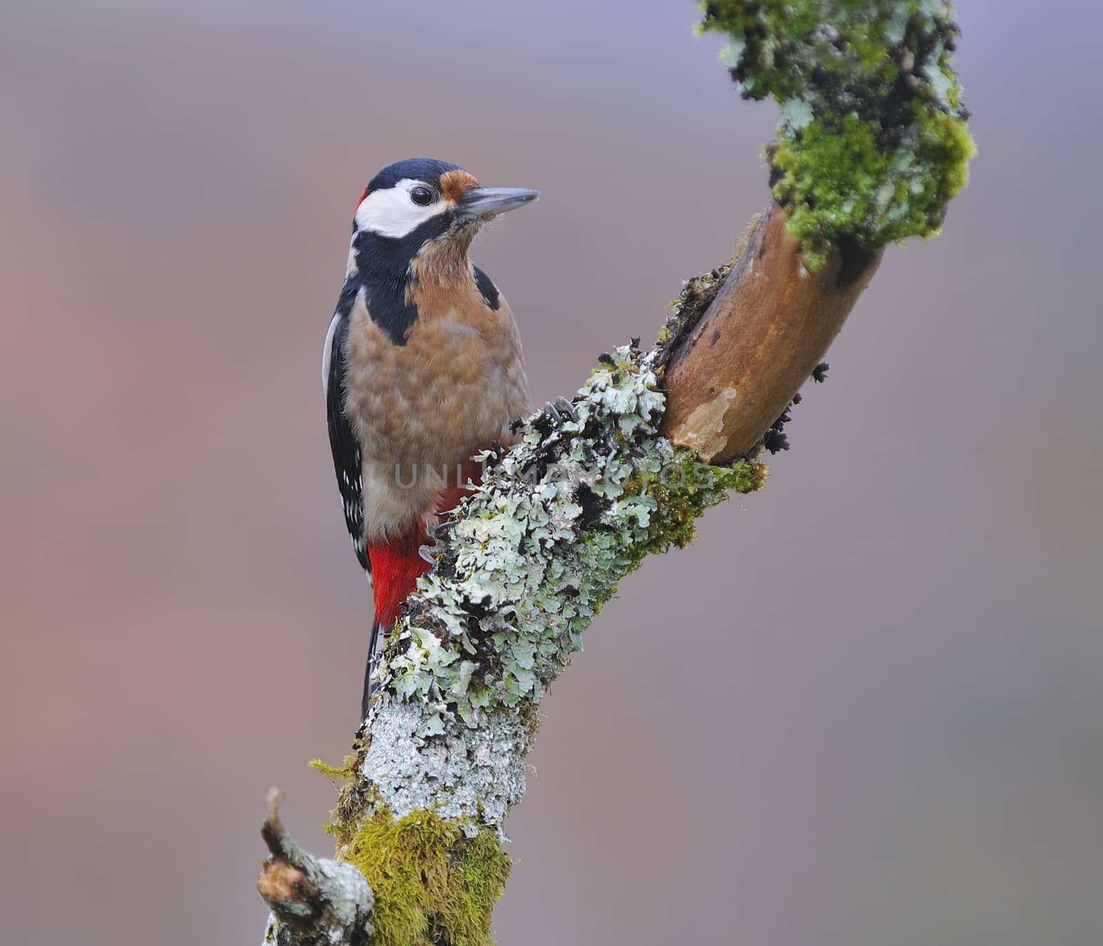 Great spotted woodpecker perched on a log in the rain