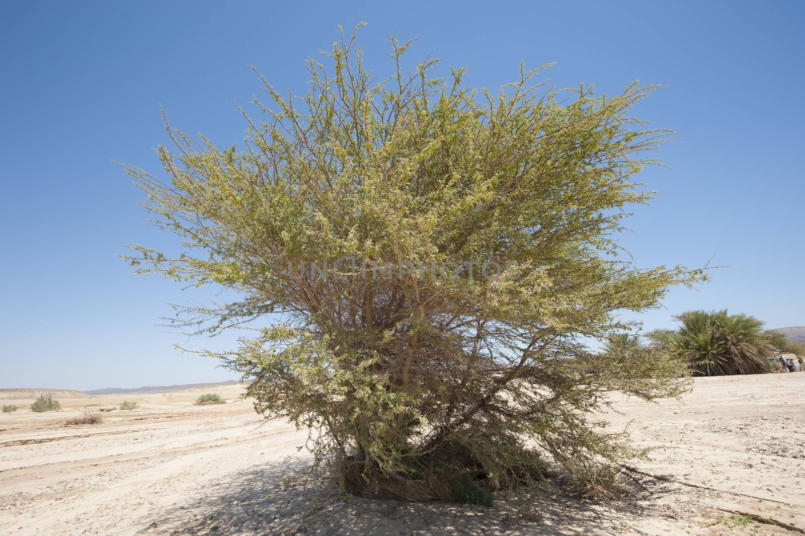 Sahara acacia tree acacia raddiana in an arid desert landscape