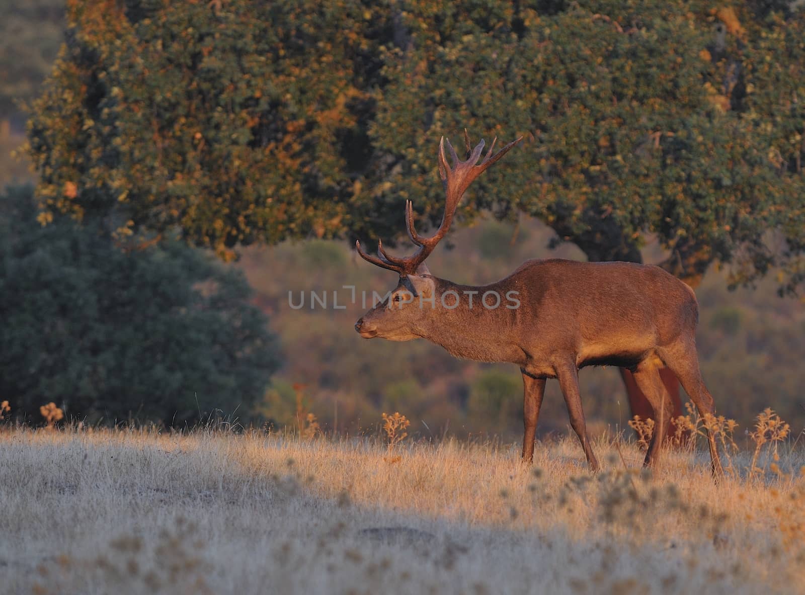 Portrait of majestic powerful adult red deer stag in autumn meadow.