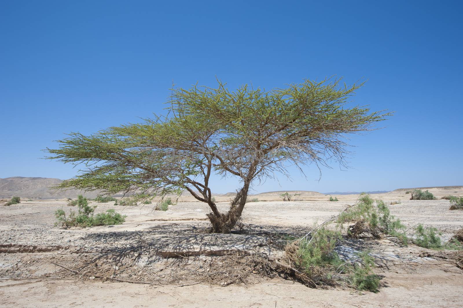 Sahara acacia tree in desert landscape by paulvinten