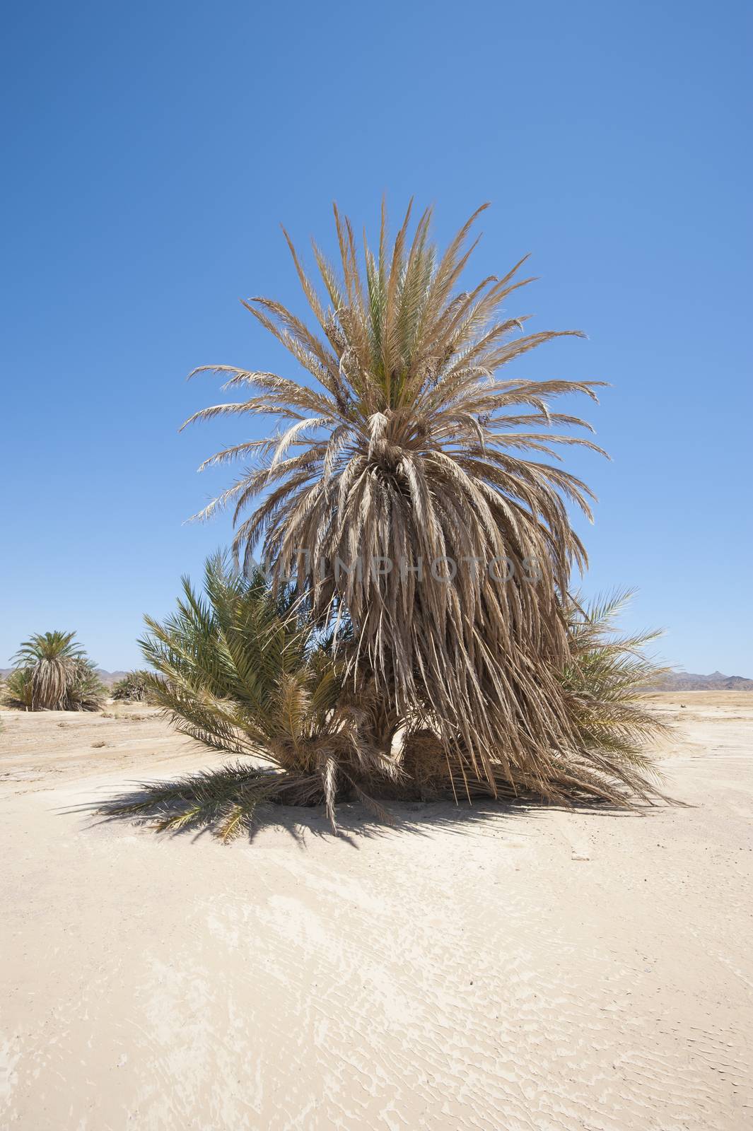 Large date palm tree Phoenix dactylifera in an isolated arid desert landscape