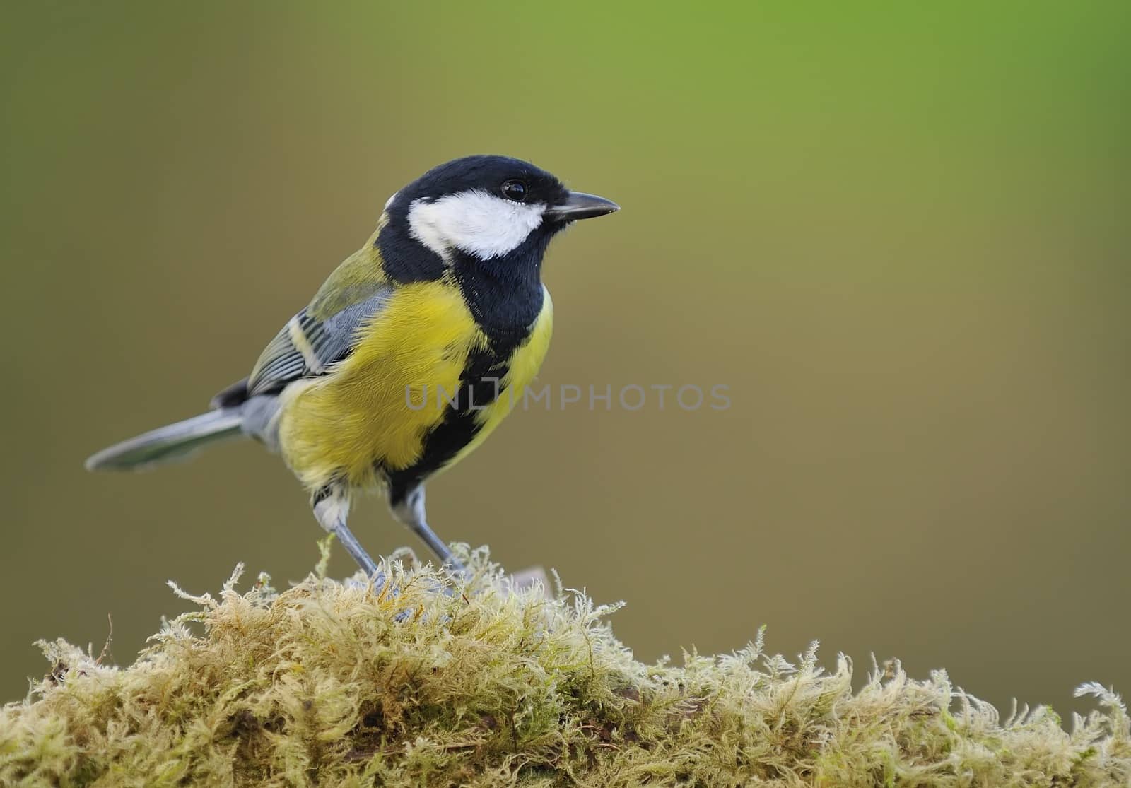 Close-up of great tit sitting on fern on green background