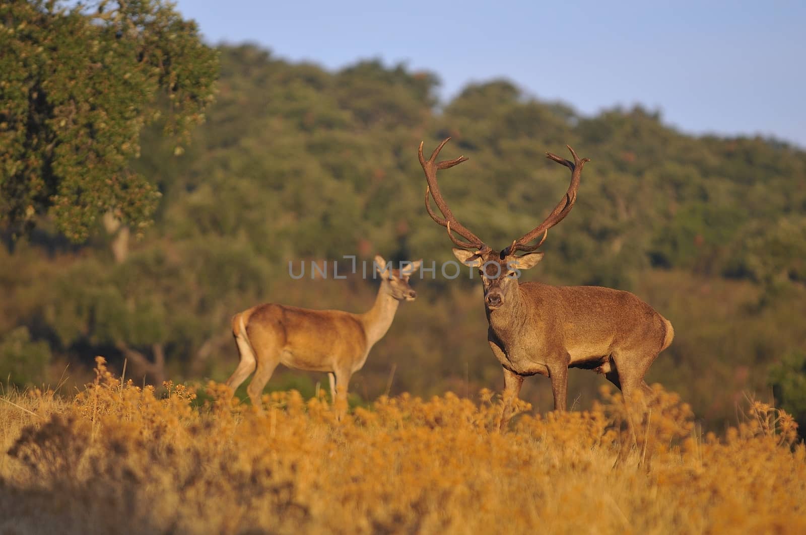 Portrait of majestic powerful adult red deer stag in autumn meadow.