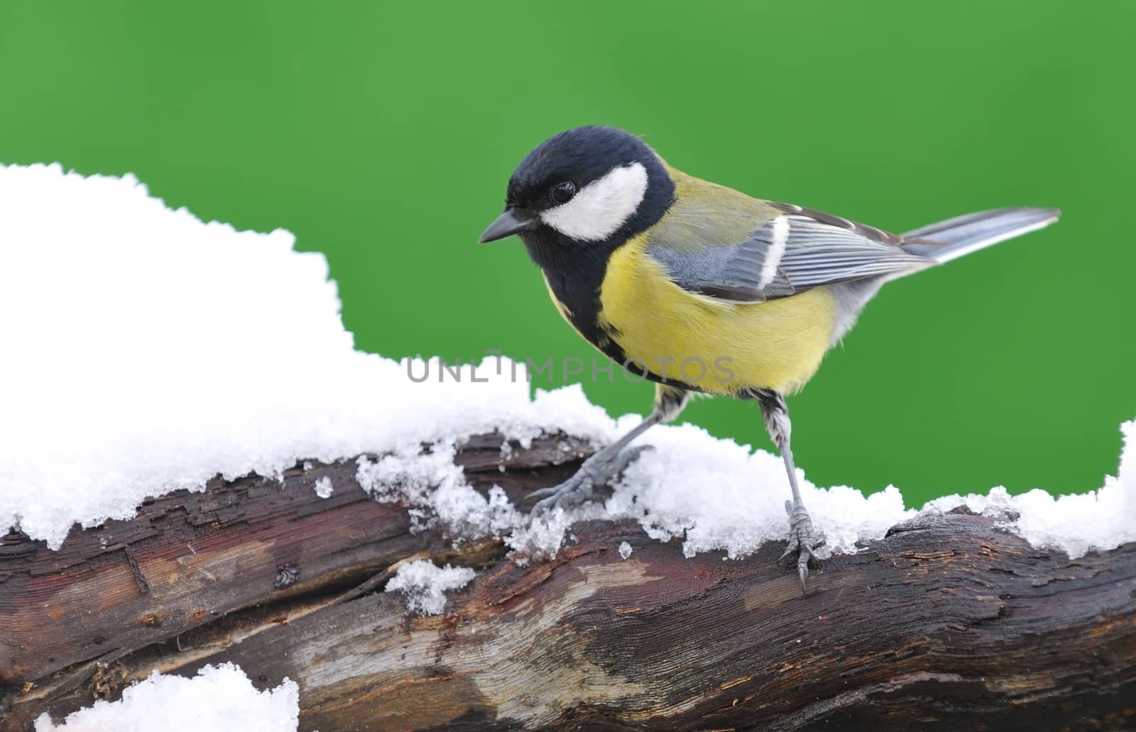 Great tit on snowed branch with green background.