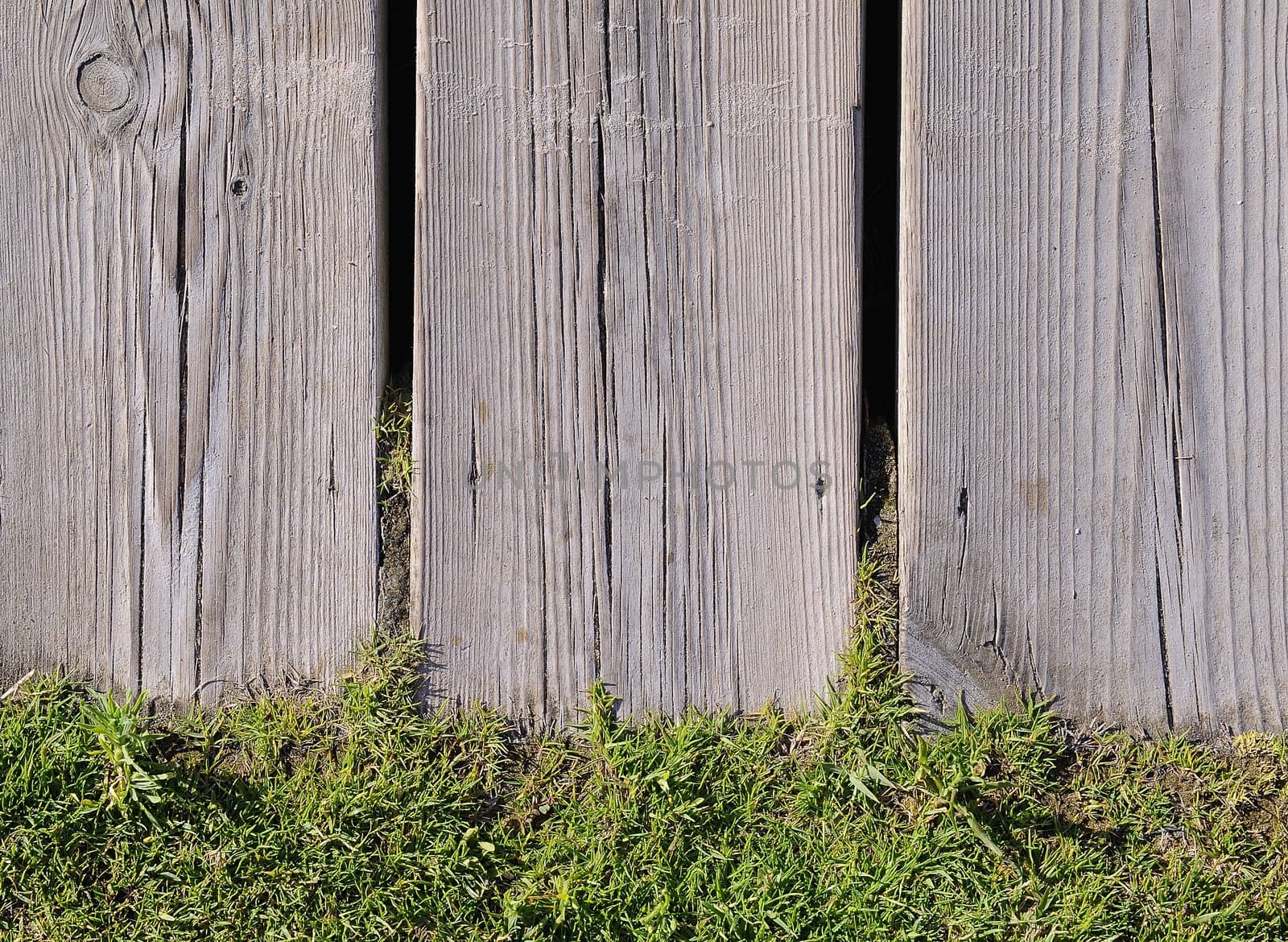 View on bright green grass under wooden fence