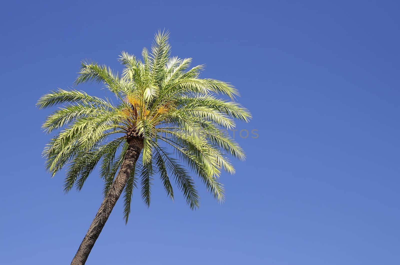 A palm tree isolated on the sky.