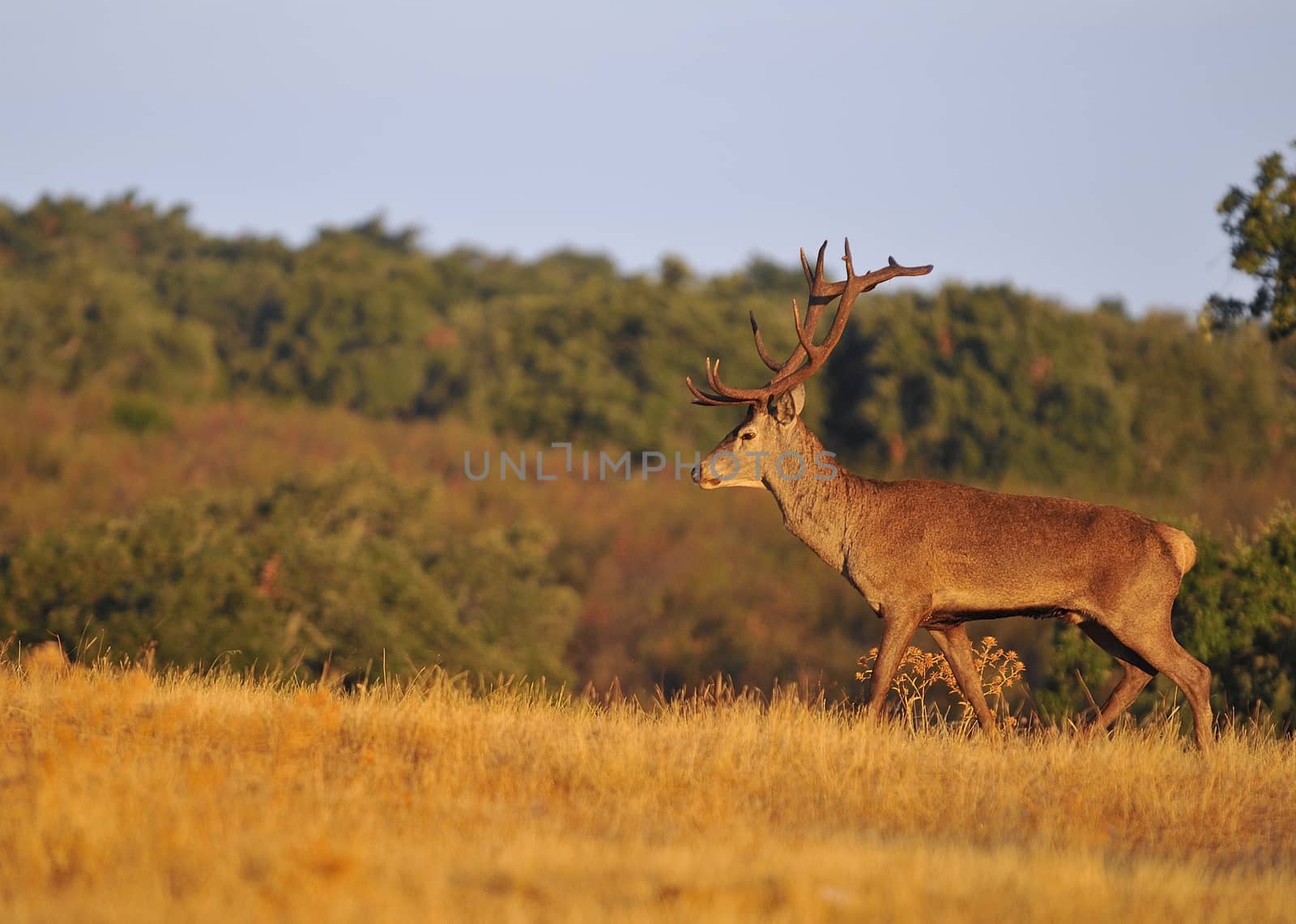 Portrait of majestic powerful adult red deer stag in autumn meadow.