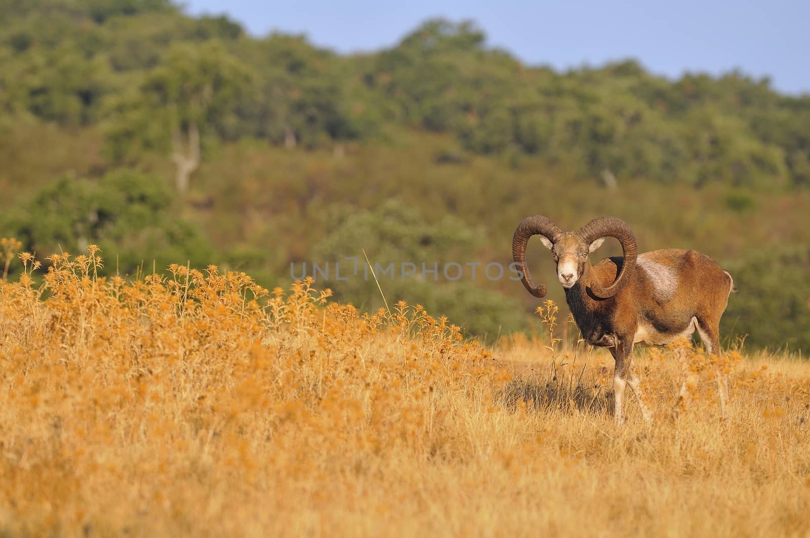 European mouflon in the field in autumn.