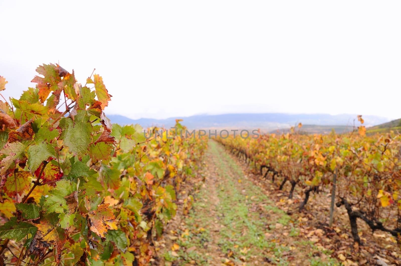 Vineyards in the province of La Rioja in Spain.