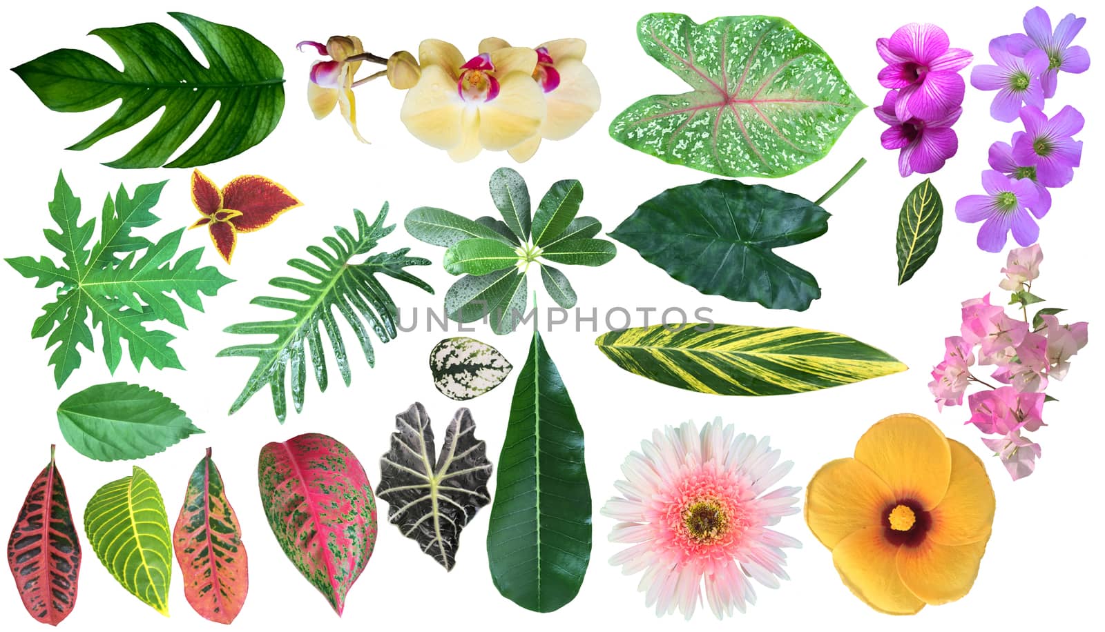 Collection of various tropical leaves and flowers for design. Big Set with beautiful tropical flowers and jungle leaves on white background.