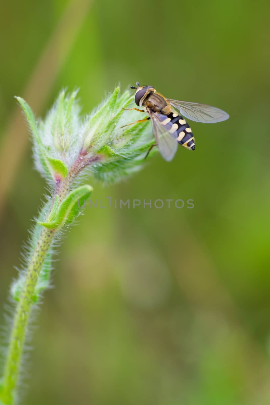 Sperm fly perched on a small wild flower