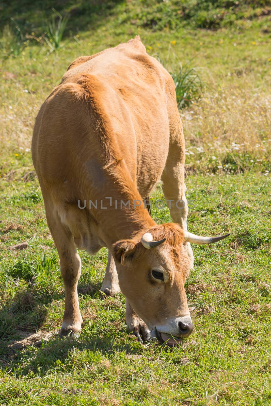 Veal grazing on the green pasture