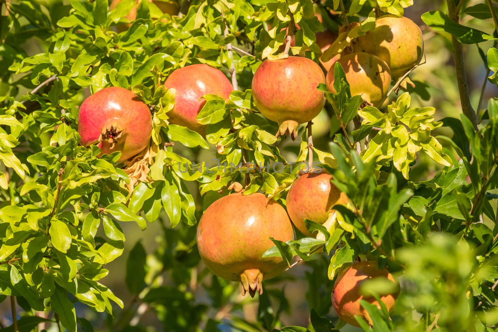 Detail of pomegranate tree with its ripe fruits