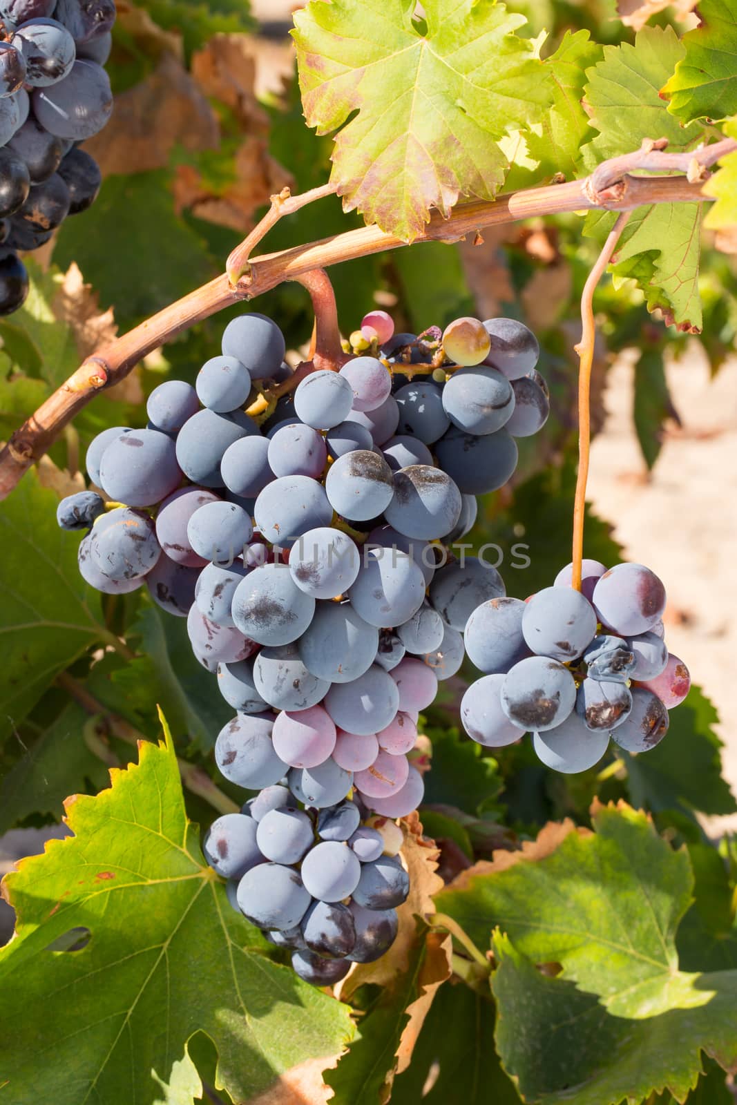 Vineyard with ripe grape for wine ready for picking