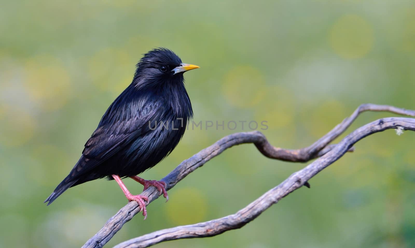 Spotless starling perched on a branch with green background.