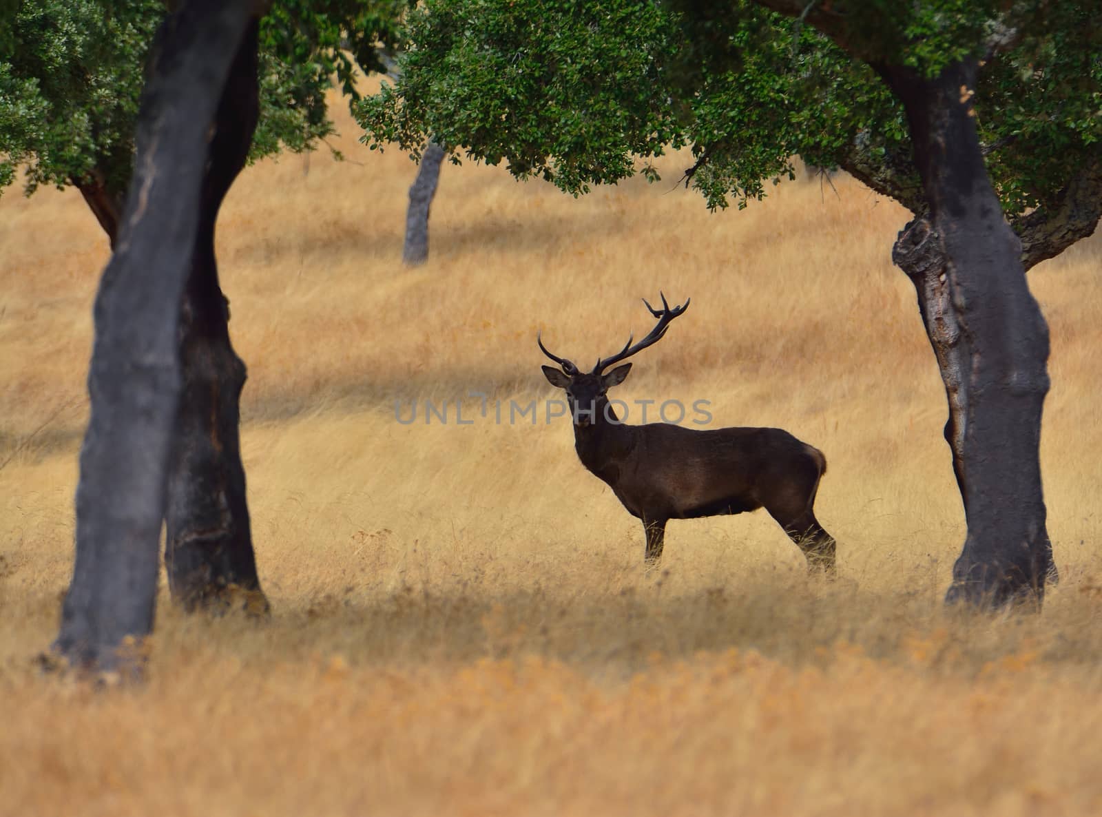Portrait of majestic powerful adult red deer stag in autumn meadow.