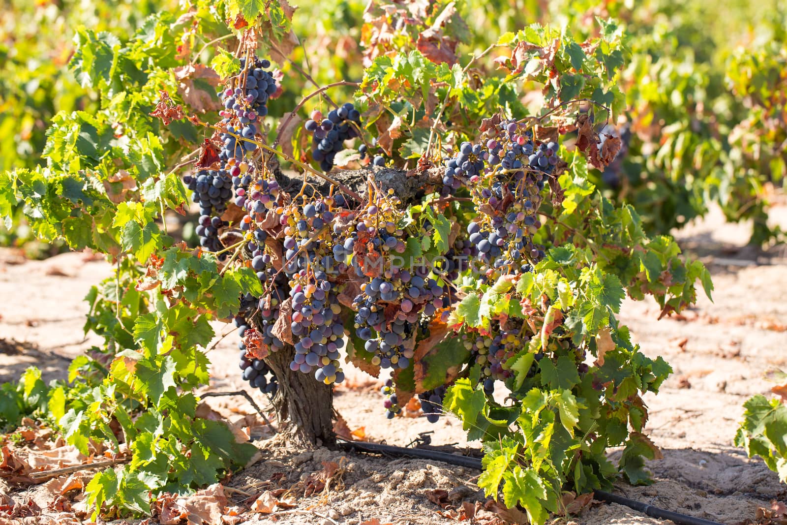 Vineyard with ripe grape for wine ready for picking