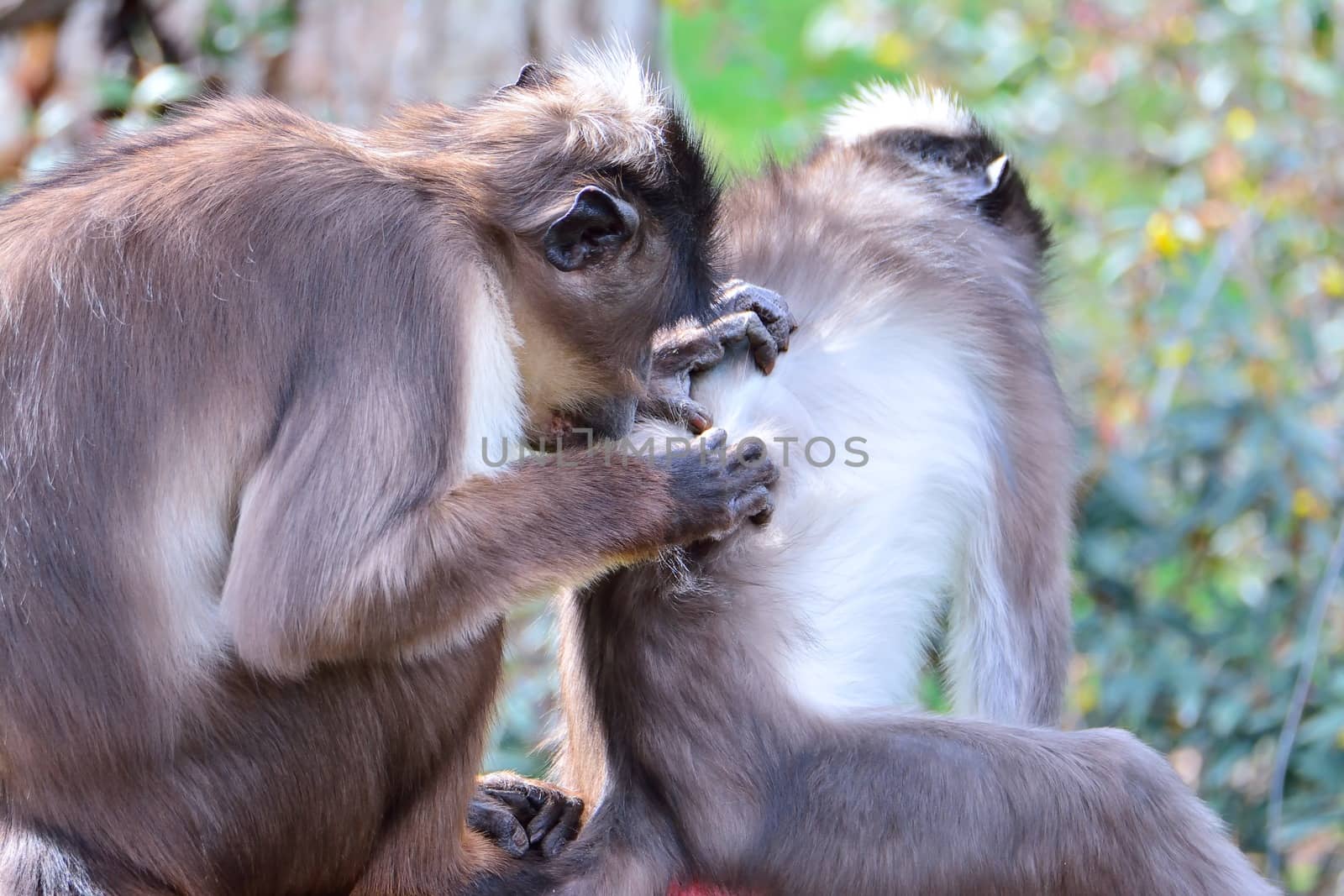 Chimps in forest by CreativePhotoSpain