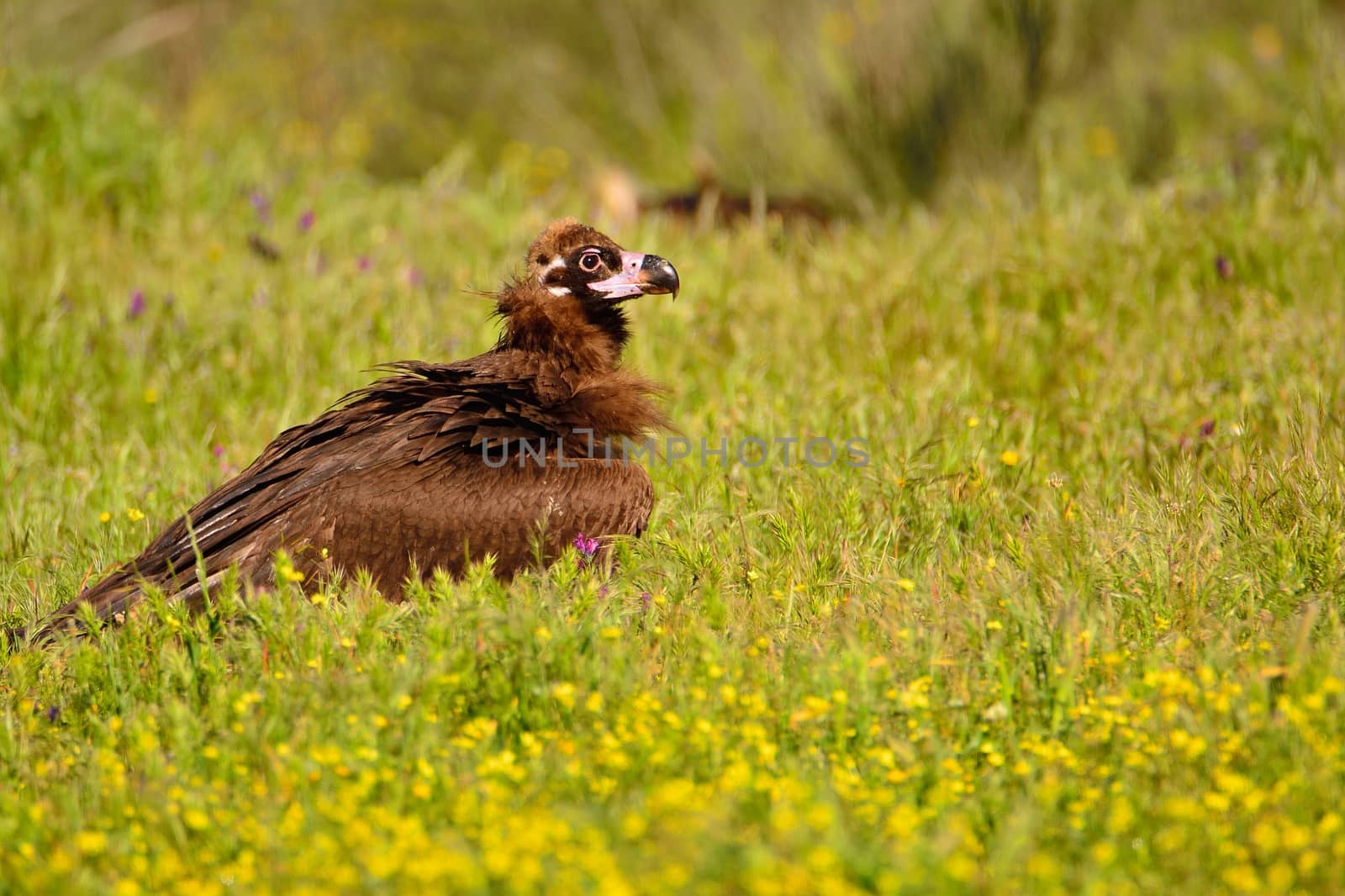 Side view of black vulture walking in bright green grass in sunlight