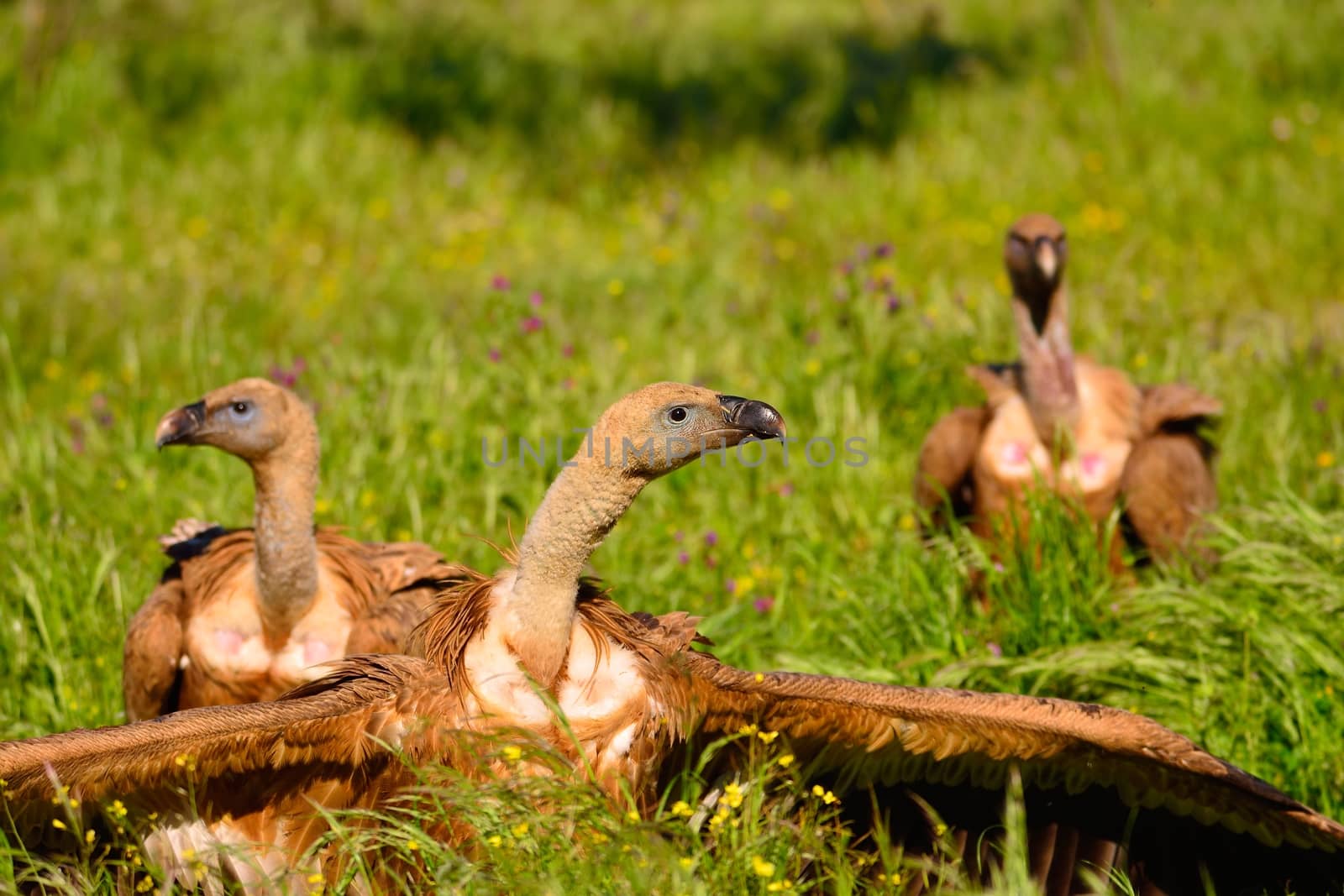 Close-up of three wild Eurasian Griffons relaxing under the sun on grass
