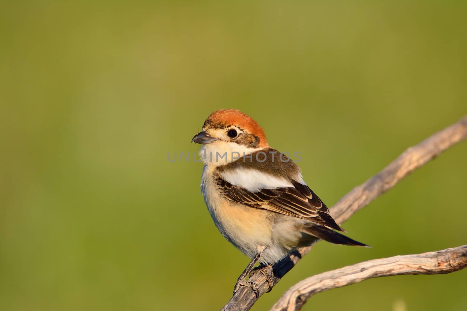 Woodchat shrike perched on a branch with green background.