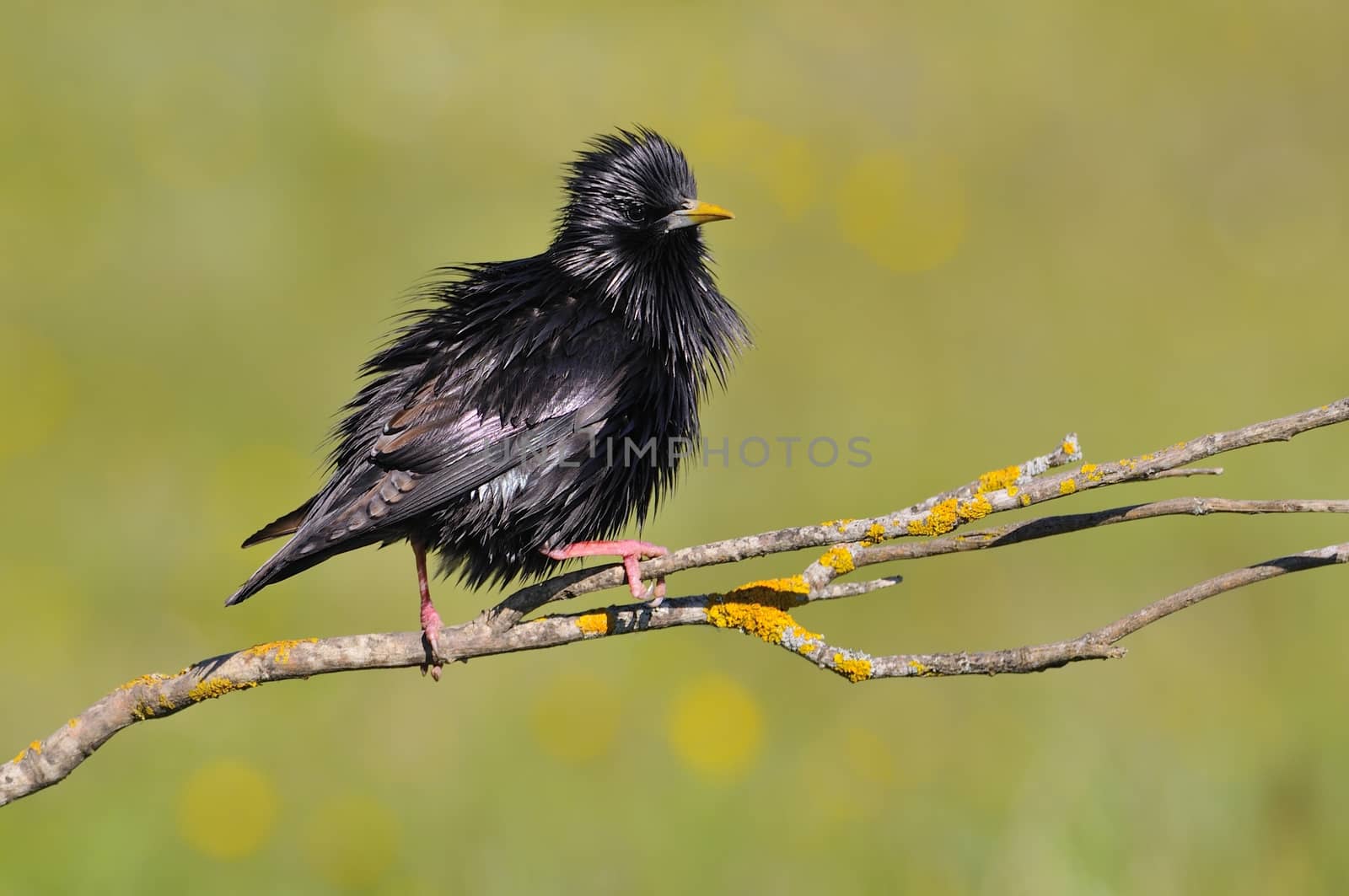 Spotless starling perched on a branch with green background.
