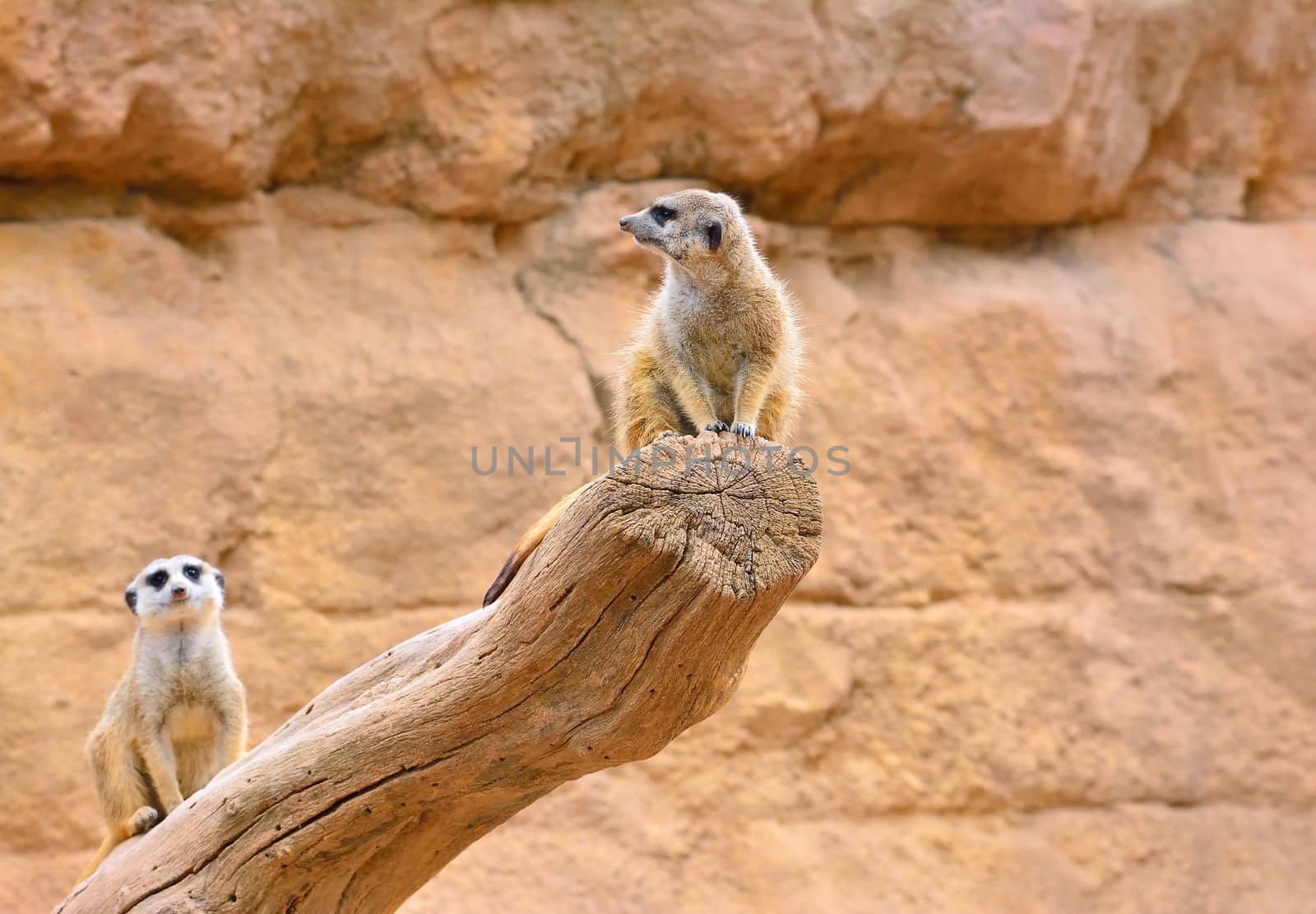 Close-up of two suricates on dry tree trunk. Rock formation on background