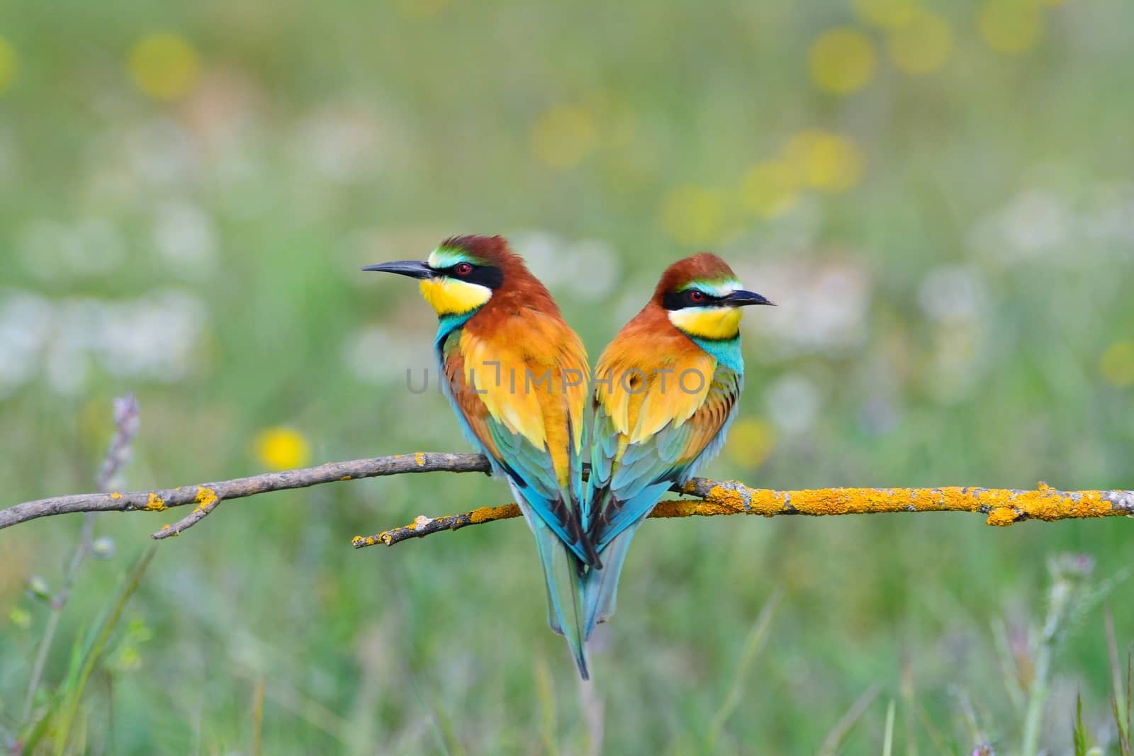 Close-up of colorful bright bee-eaters on tree branch in sunlight