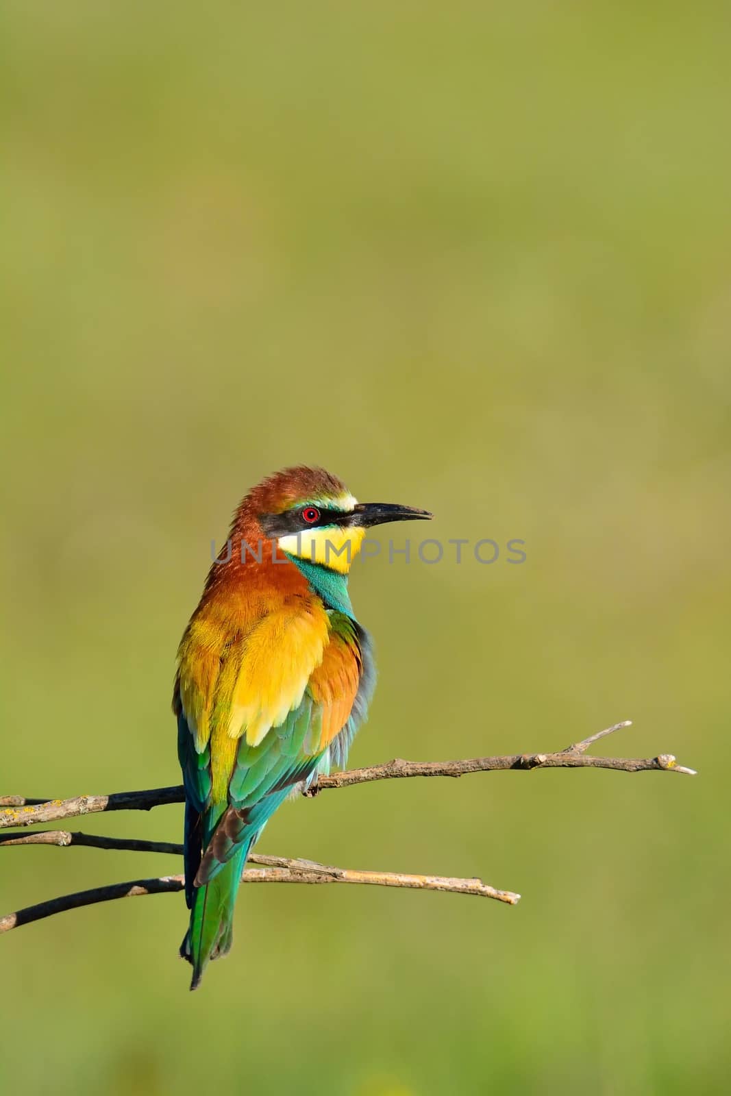 Colorful bright bee-eater on tree branch against of green background.Copy space