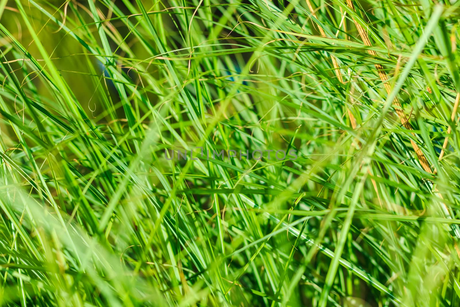 close up view of tall grass in a spring field