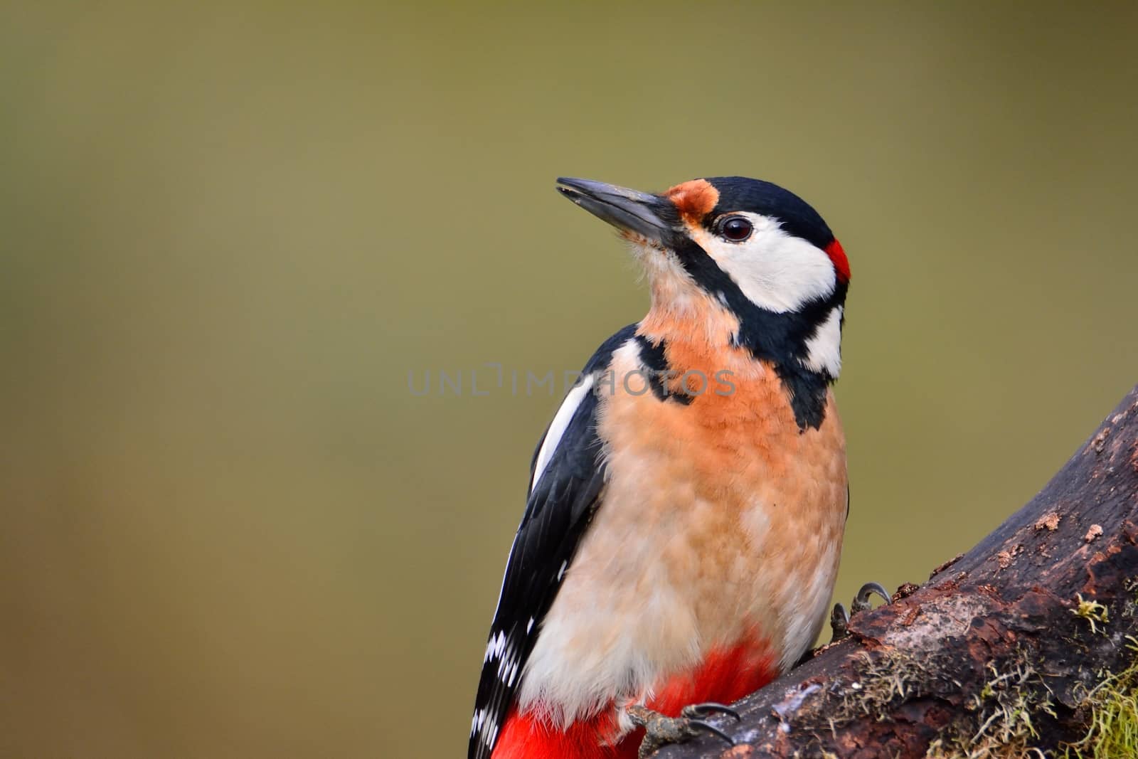 Great spotted woodpecker perched on a log.