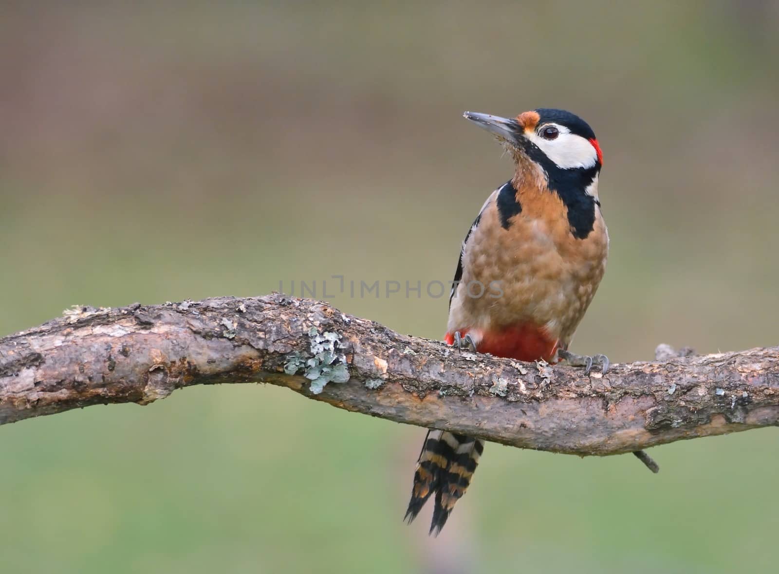 Great spotted woodpecker perched on a log.