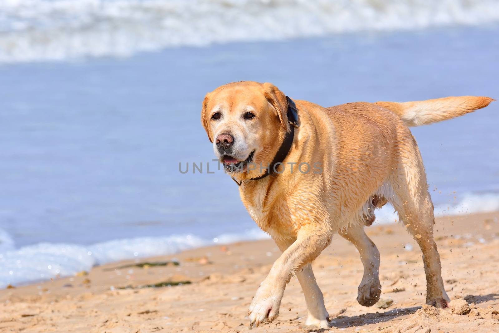 Close-up of big brown labrador running on beach. Sea waves on background