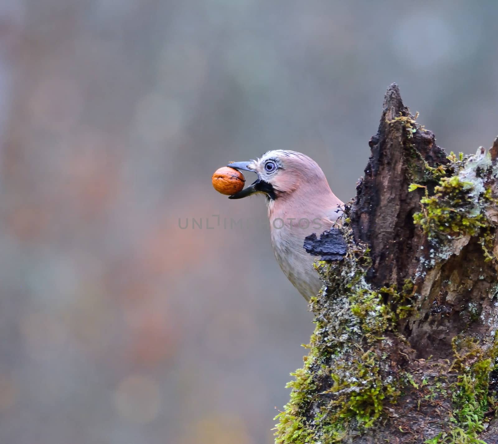 Eurasian jay with a walnut in the beak perched on a log.