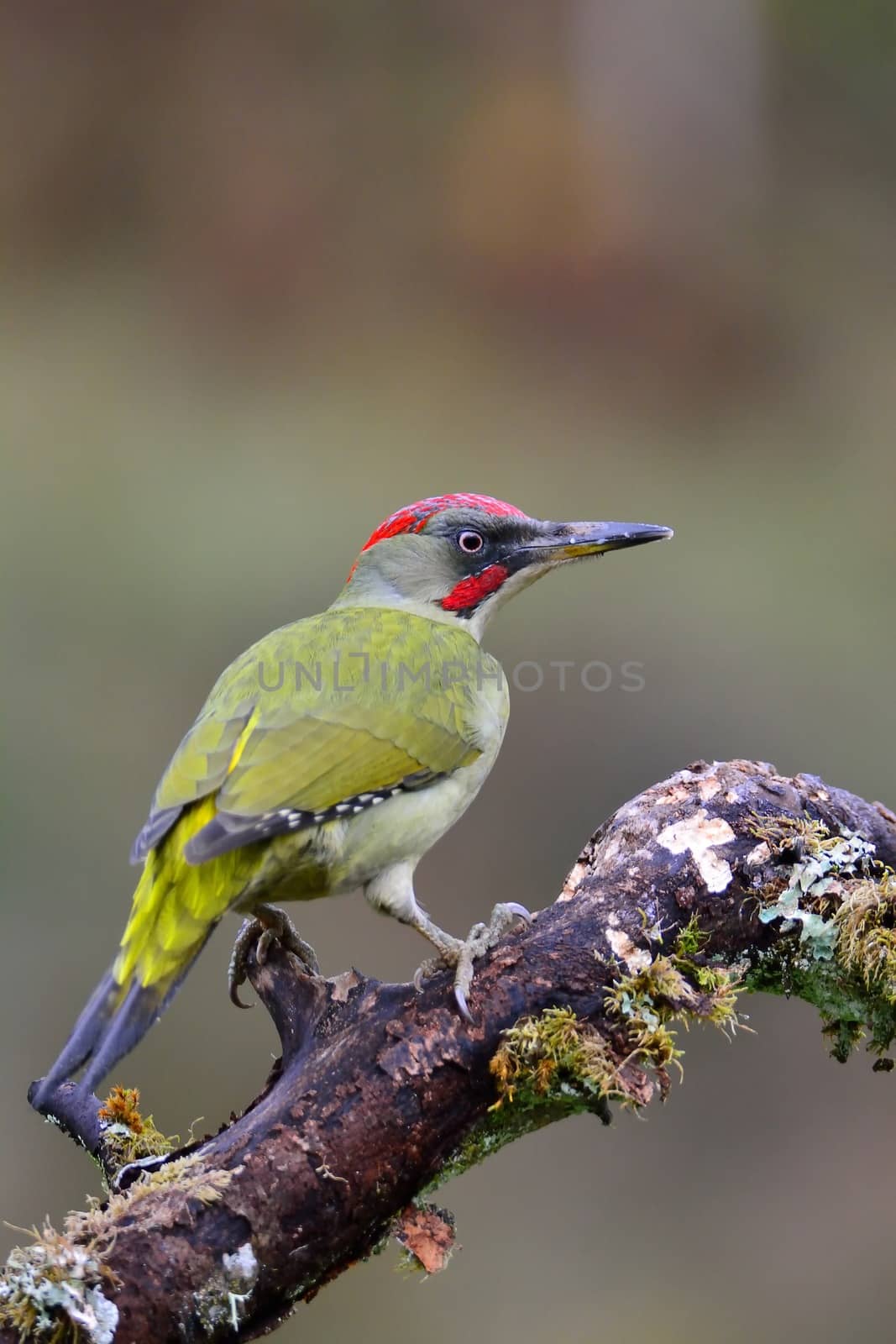 European green woodpecker perched on a branch.