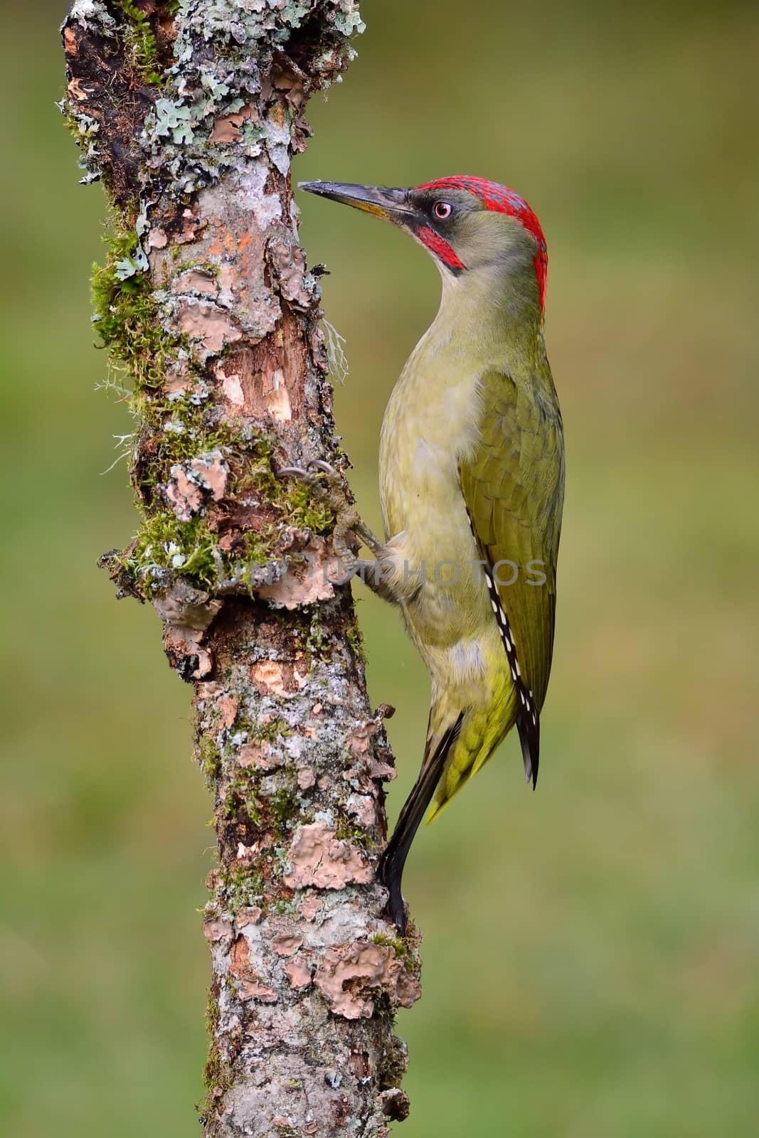 Male european green woodpecker on a branch by CreativePhotoSpain