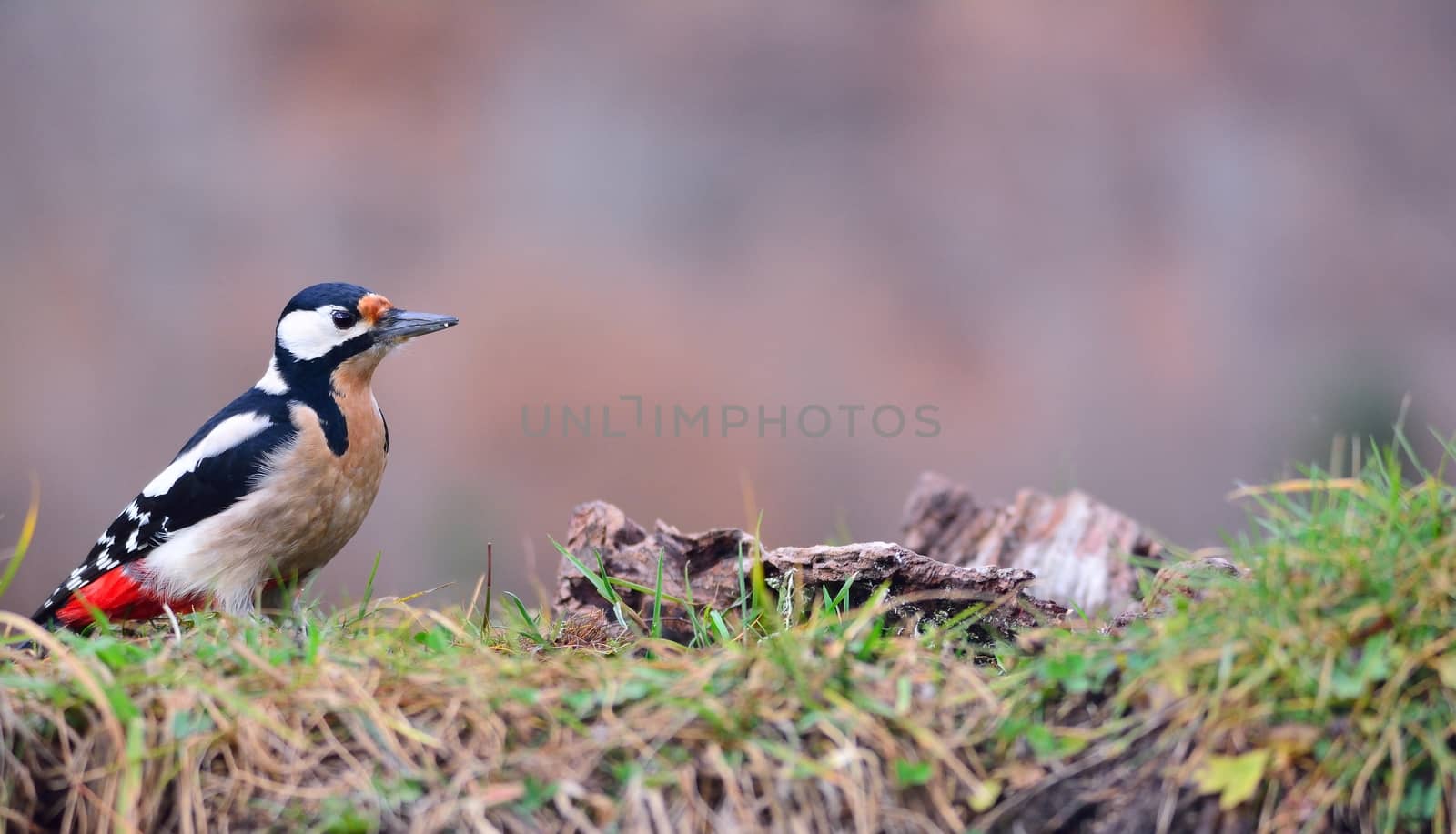 Great spotted woodpecker perched. by CreativePhotoSpain