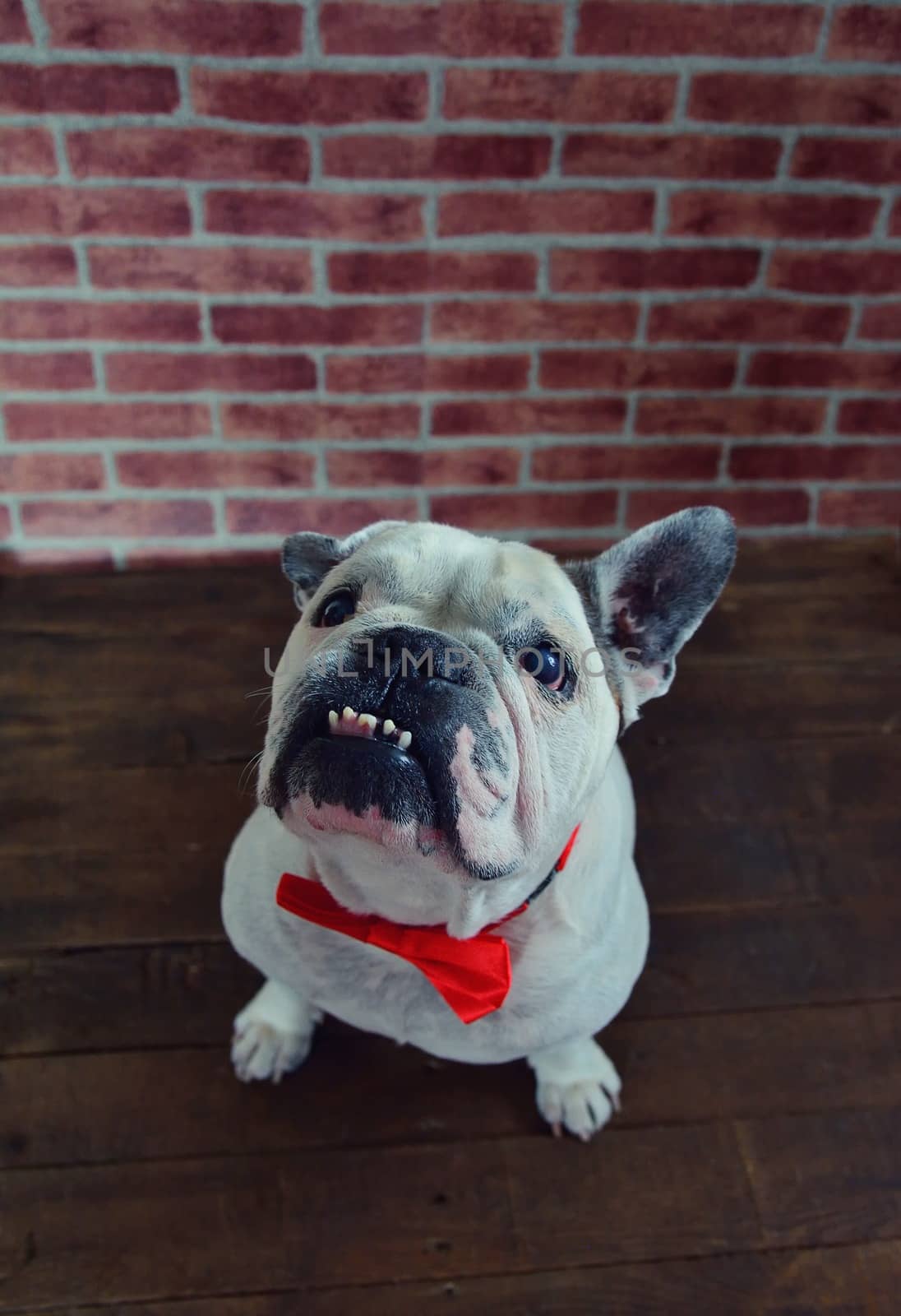 French bulldog with elegant red bow tie. by CreativePhotoSpain