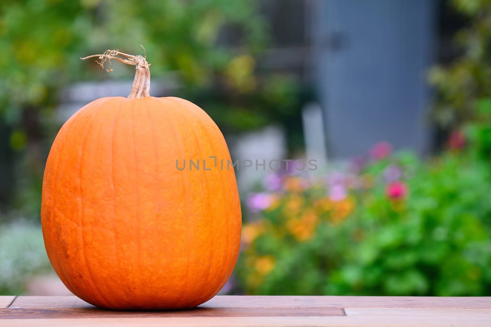 A pumpkin on the table in the garden.