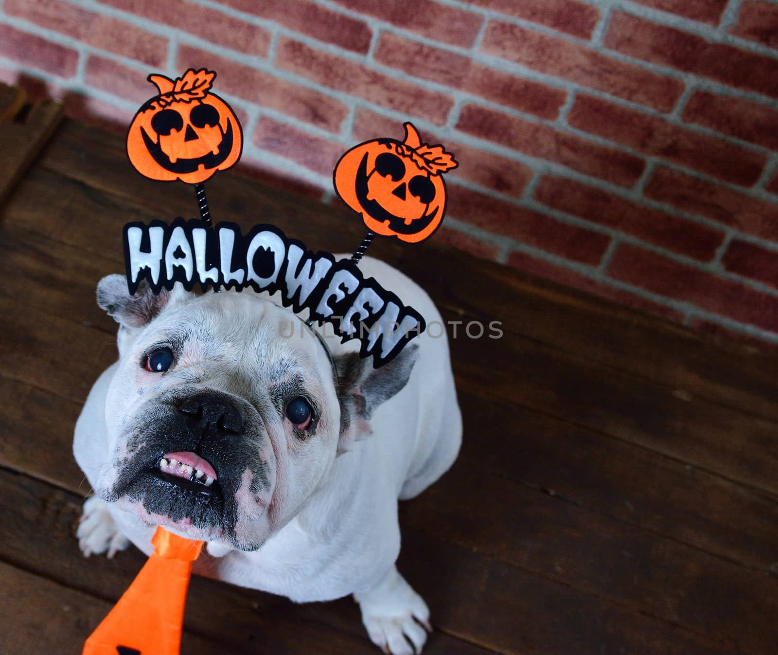 Portrait of french bulldog with diadem and tie halloween. View from above
