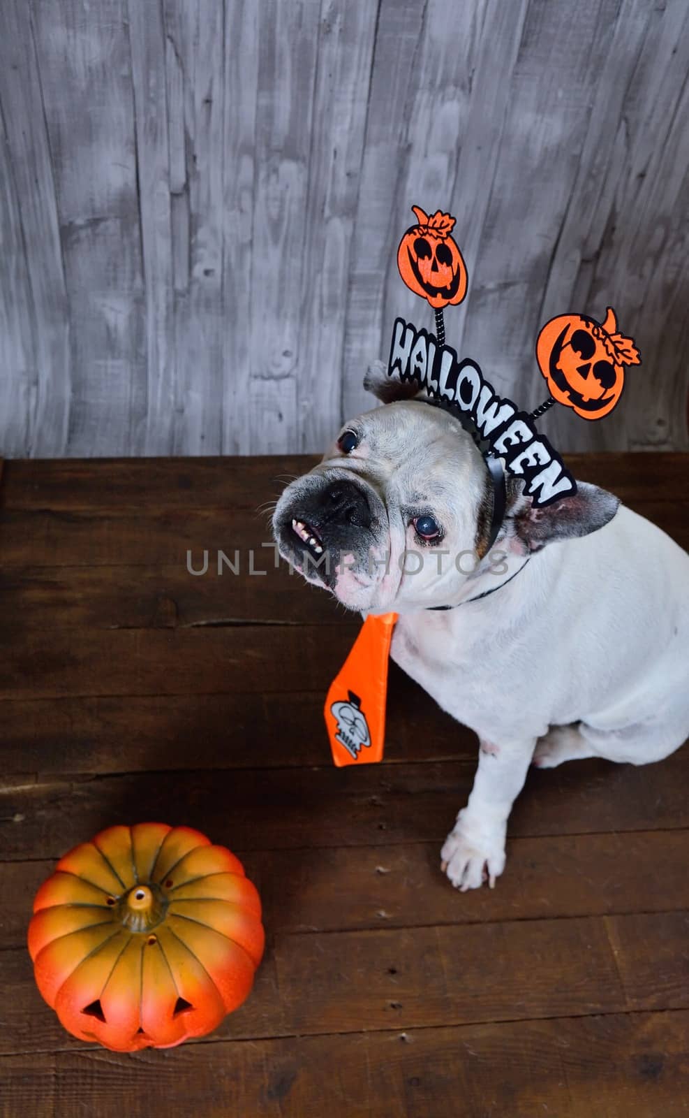 Portrait of french bulldog with Halloween props. by CreativePhotoSpain