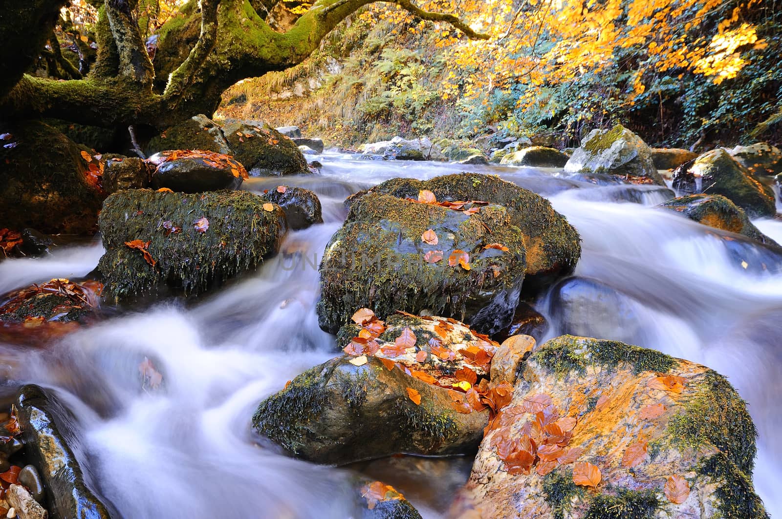 Bright waterscape of fast rocky river. Autumnal scenery